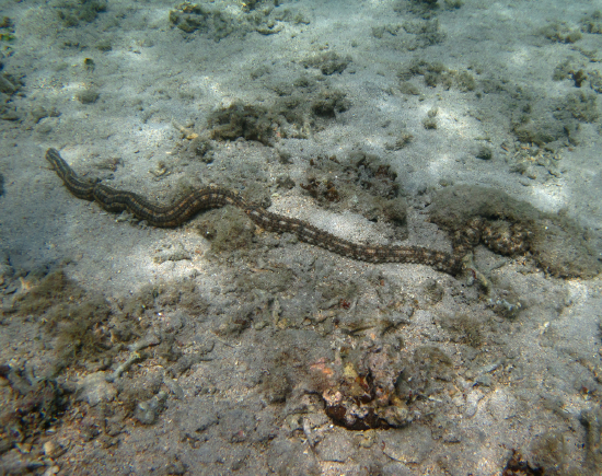  Synapta maculata (Spotted Worm Cucumber)